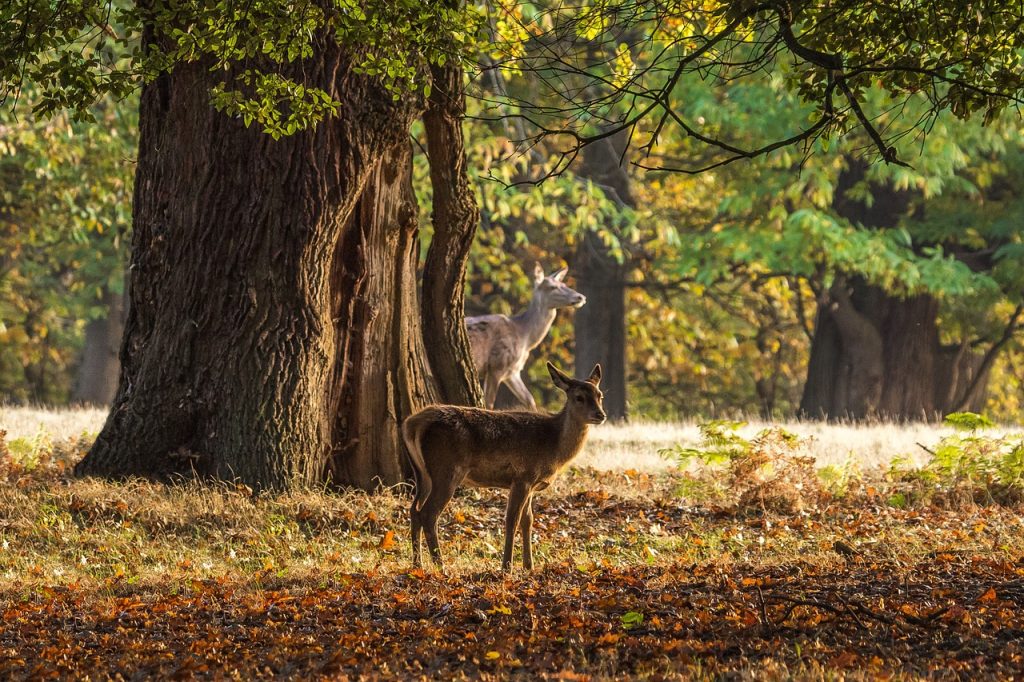 Deer in Windsor