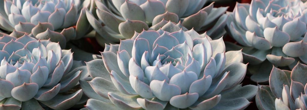 Houseplants Echeveria