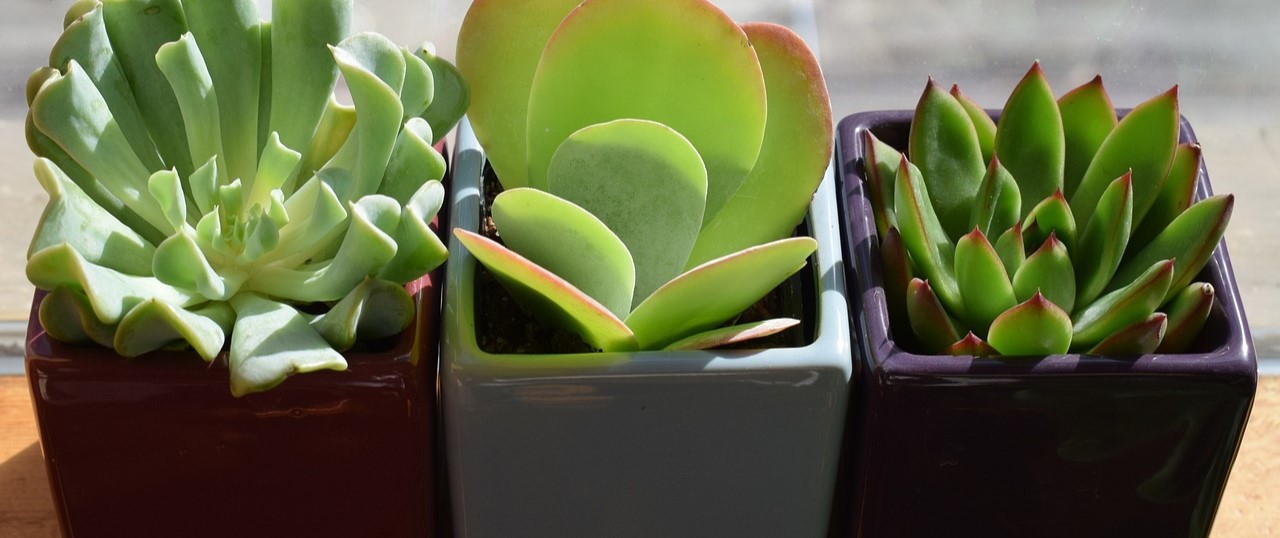 Houseplants Trio of Succulents